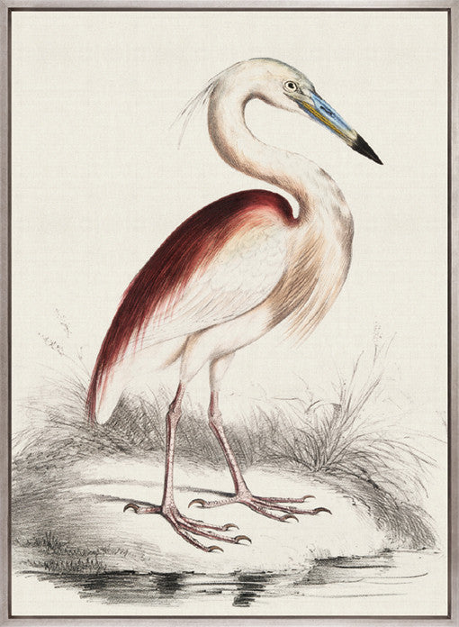 Vintage Waterbird I (Canvas)