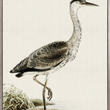Vintage Waterbird II (Canvas)