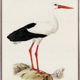 Vintage Waterbird III (Canvas)
