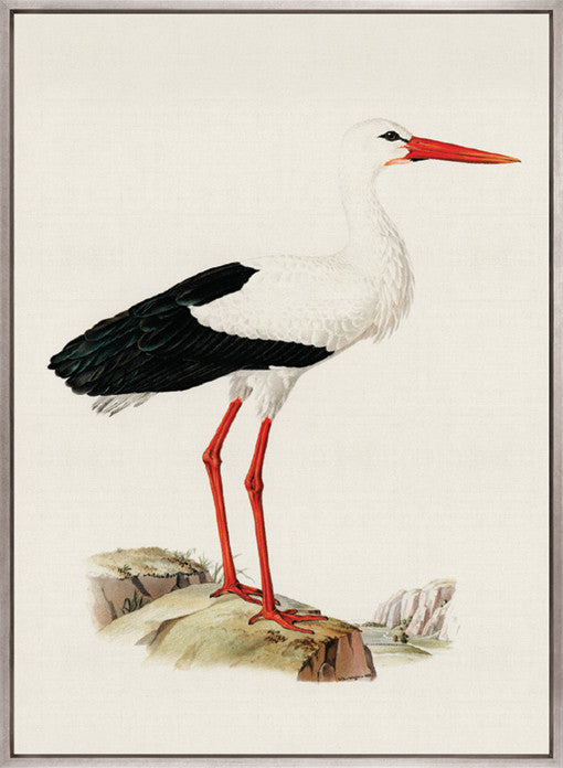 Vintage Waterbird III (Canvas)