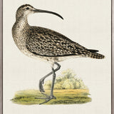 Vintage Waterbird V (Canvas)