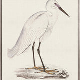 Vintage Waterbird VI (Canvas)