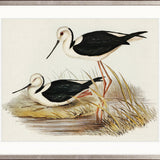 Vintage Waterbird VII