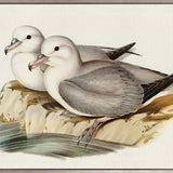 Vintage Waterbird VIII (Canvas)