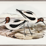 Vintage Waterbird IX (Canvas)