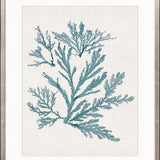 Seaweed Subject I (Blue)