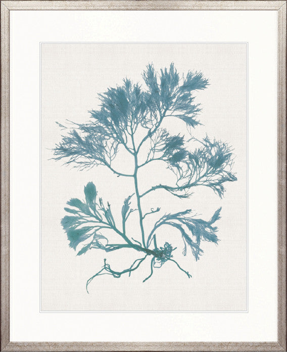 Seaweed Subject IV (Blue)