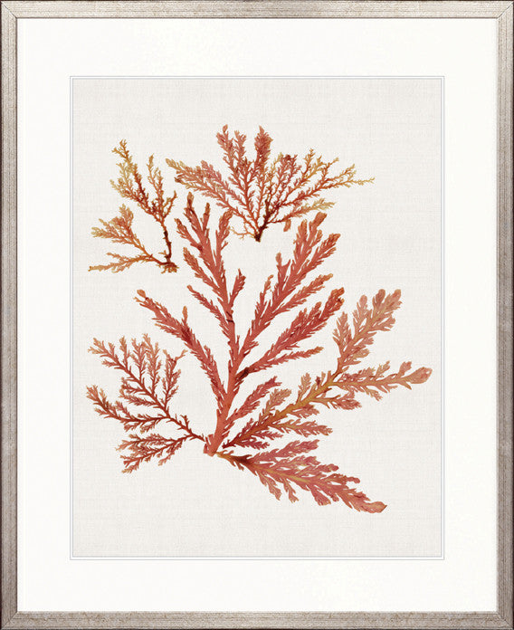 Seaweed Subject VII (Red)