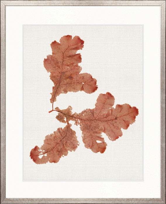 Seaweed Subject VIII (Red)