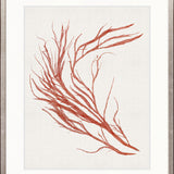 Seaweed Subject IX (Red)