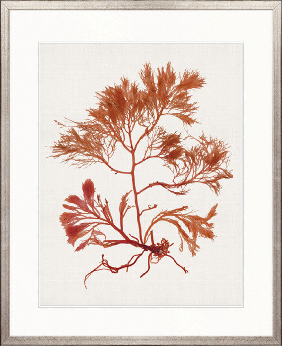 Seaweed Subject X (Red)