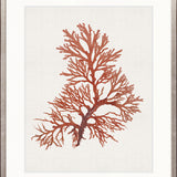 Seaweed Subject XI (Red)