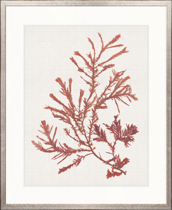 Seaweed Subject XII (Red)