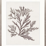 Seaweed Subject XIII (Taupe)
