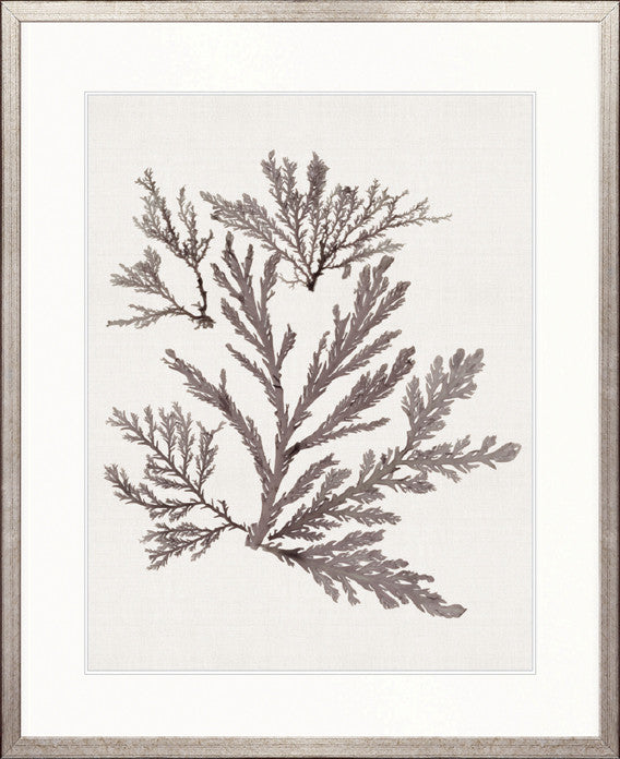 Seaweed Subject XIII (Taupe)