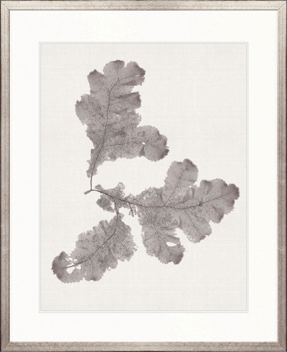 Seaweed Subject XIV (Taupe)