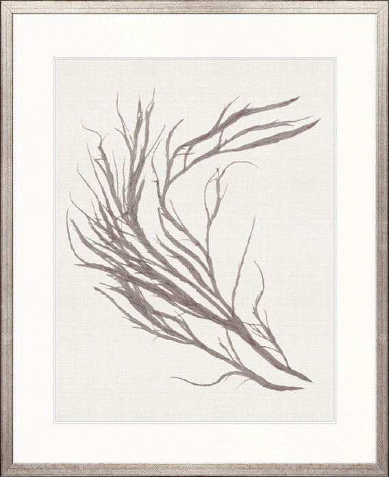 Seaweed Subject XV (Taupe)