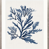 Seaweed Subject XIX (Indigo)