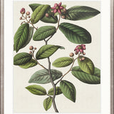 Botanical Specimen I