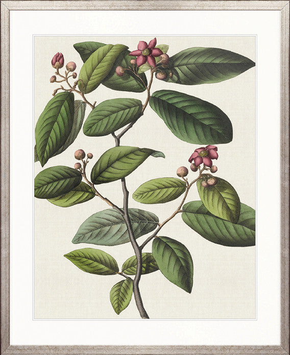 Botanical Specimen I