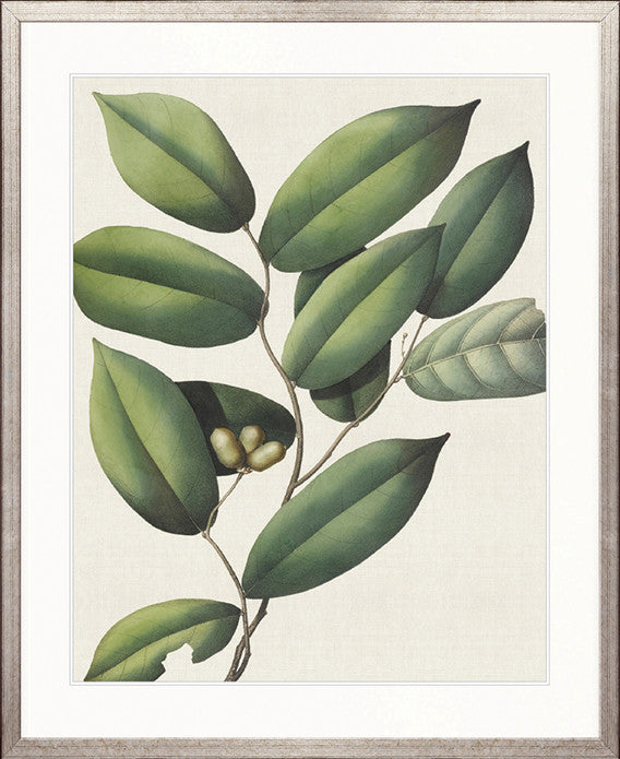 Botanical Specimen III
