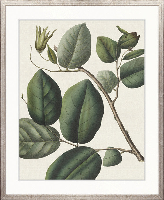 Botanical Specimen IV