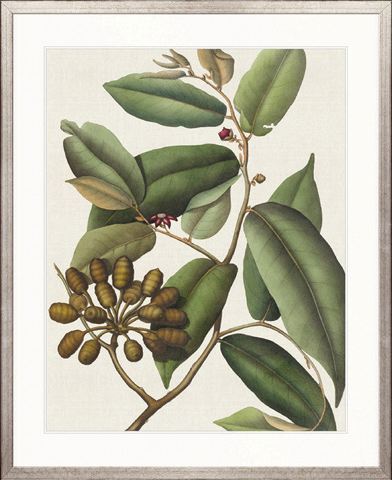Botanical Specimen V