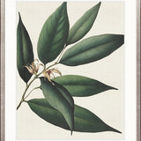 Botanical Specimen VI