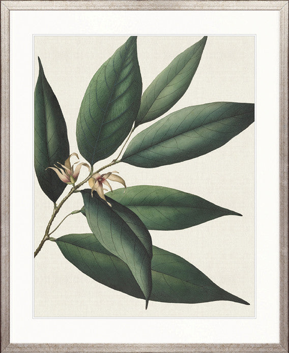 Botanical Specimen VI
