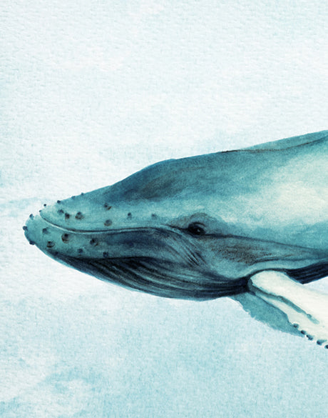 Whale Tales XI (Canvas)