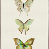 Butterfly Trio III (Canvas)