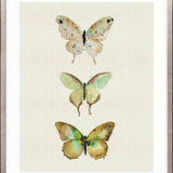 Butterfly Trio III