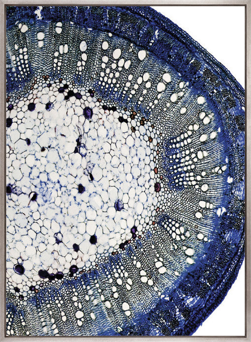 Nature's Abstract III (Canvas)