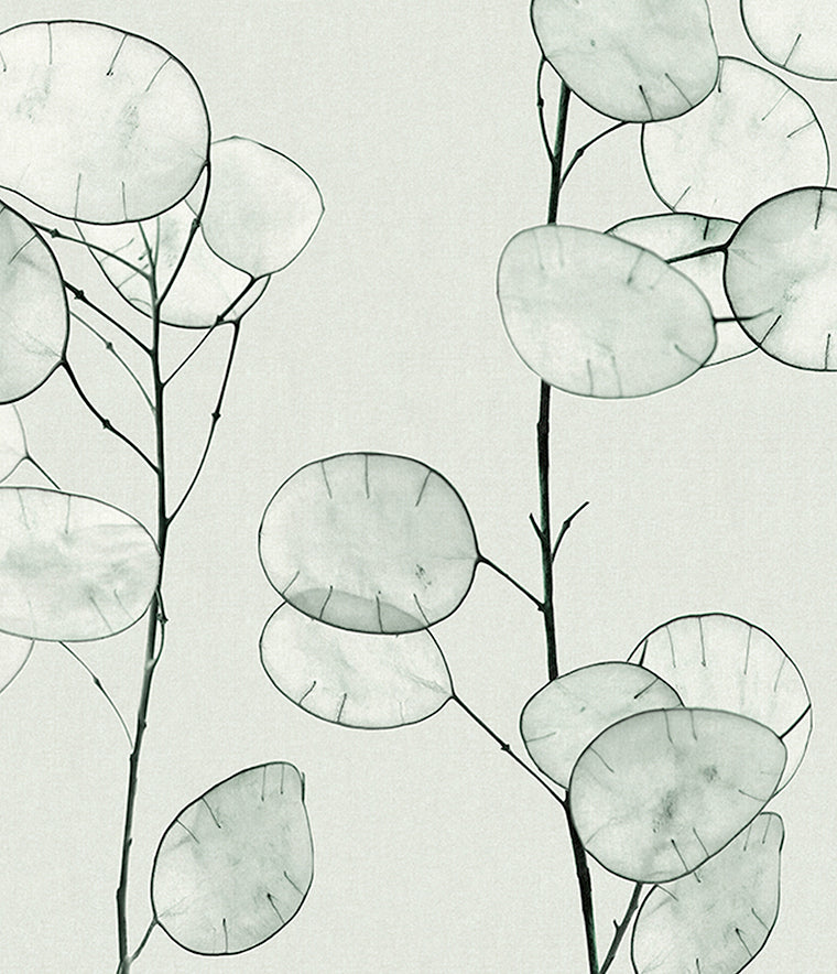 Kivu Seedpod Wallpaper