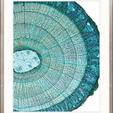 Nature's Abstract I