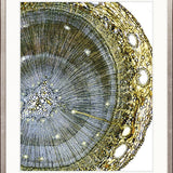 Nature's Abstract II