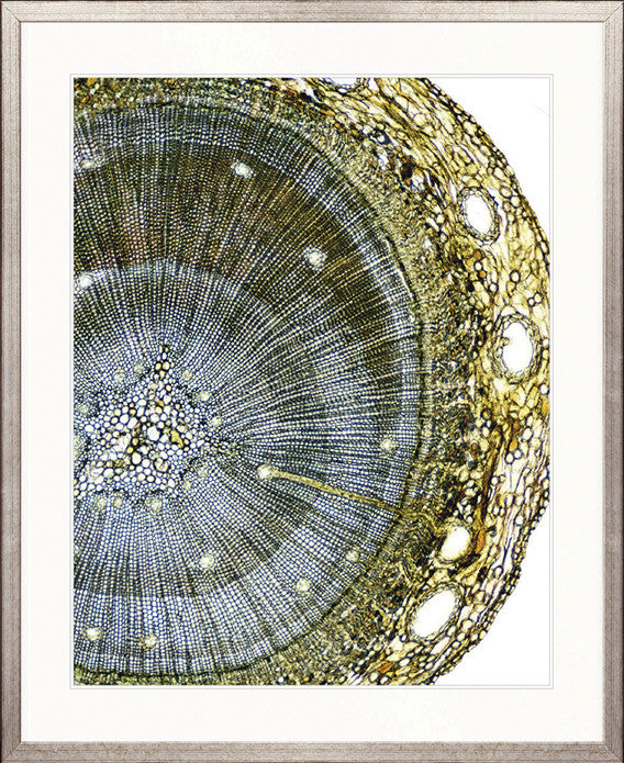 Nature's Abstract II