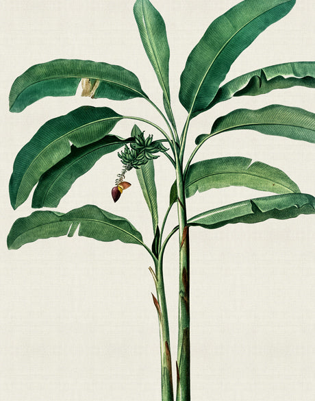 Lush Tropic III (Canvas)