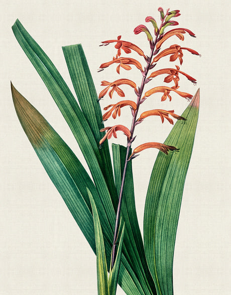 Lush Tropic V (Canvas)