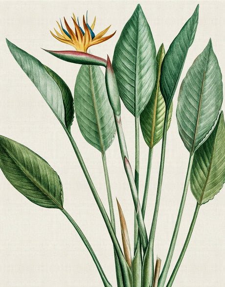 Lush Tropic VI (Canvas)