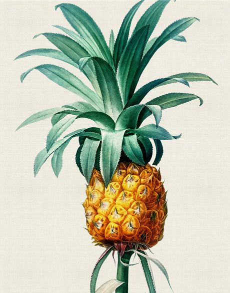Lush Tropic XI (Canvas)