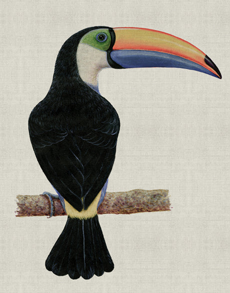 Colourful Toucan III (Canvas)