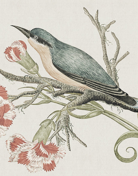 Ariala Bird VII