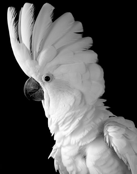 Cockatoo