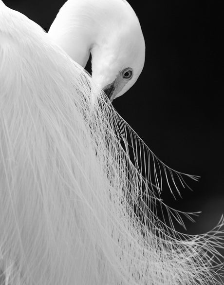 Heron