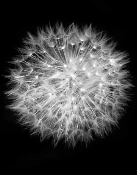 Dandelion