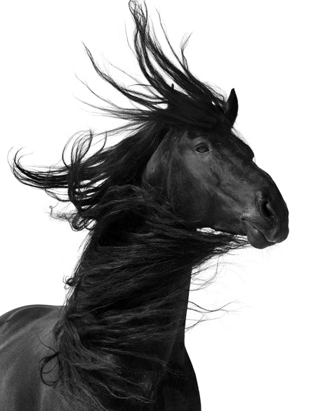Stallion
