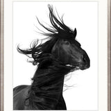 Stallion