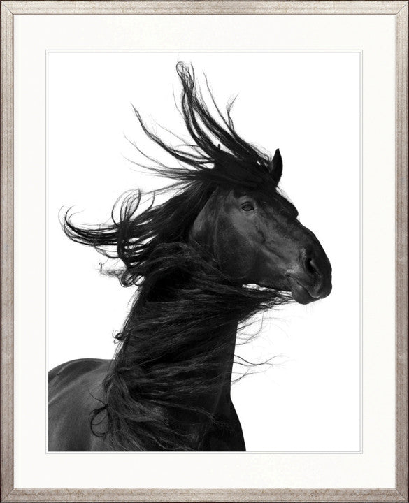 Stallion