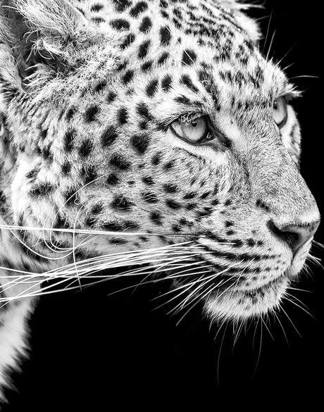 Amur Leopard